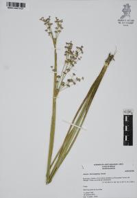 Juncus microcephalus image